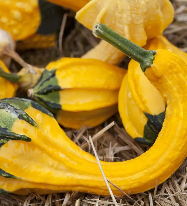 Cucurbita pepo subsp. pepo convar. microcarpina 'Autumn Wings'