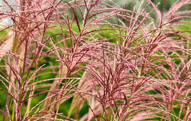 Ziergräser im eigenen Garten erfolgreich pflegen