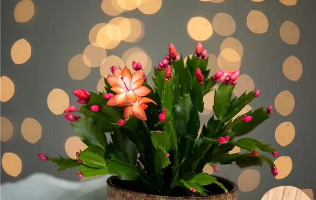 Schlumbergera bridgesii, rot