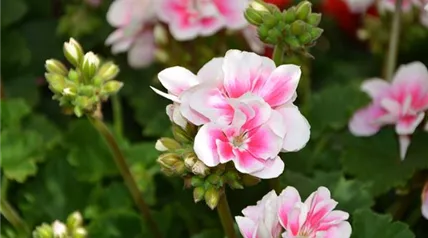 Geranium flowers-g10102e15e_1920.jpg