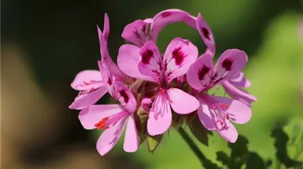 Geranium rose-geranium-g7b2a3a67d_1920.jpg