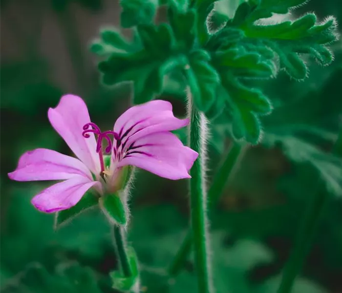 Duftgeranie Pelargonium Oderata pexels-coco-d-13377276.jpg