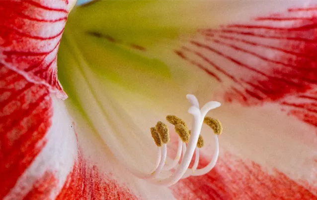 amaryllis_weiß_rot.png