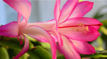 schlumbergera_pink.png