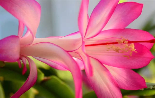 schlumbergera_pink.png