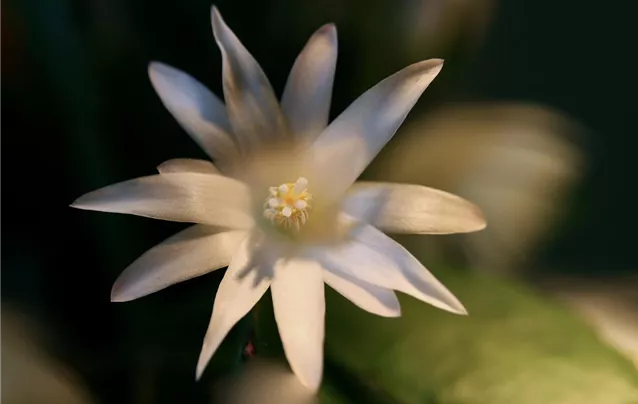 christmas-cactus-4805745_1920.jpg