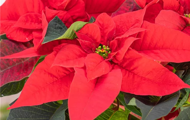 Euphorbia pulcherrima, rot