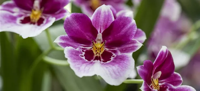 Miltoniopsis