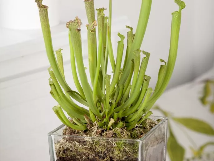 Sarracenia farnhamii