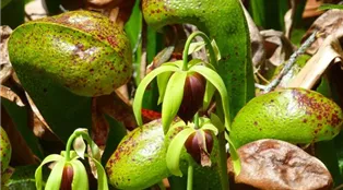 Darlingtonia plant-gc49327728_1920.jpg