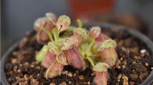 cephalotus-g53fe70e10_1920.jpg