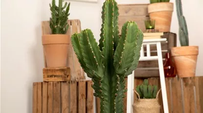 Euphorbia ingens