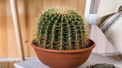 Echinocactus grusonii