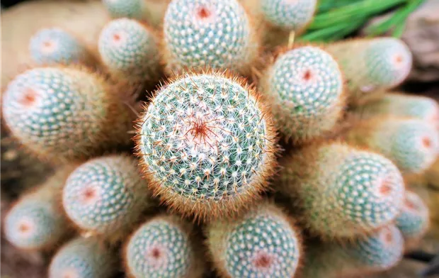 cactus-gd360036e8_1920.jpg