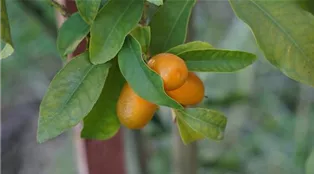 kumquats-g2b6d4ba26_1920.jpg