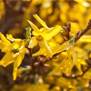 Forsythia x intermedia