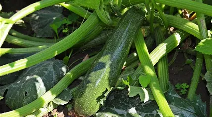 courgette-g6d9a489ca_1920.jpg