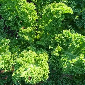 kale-g7a71b1fc8_1920.jpg