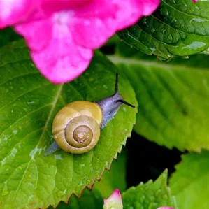 snail-g6b4113d01_1920.jpg