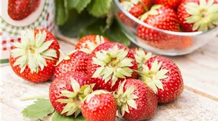 Erdbeeren