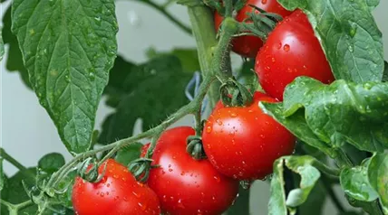 tomatoes-g2b13af126_1920.jpg