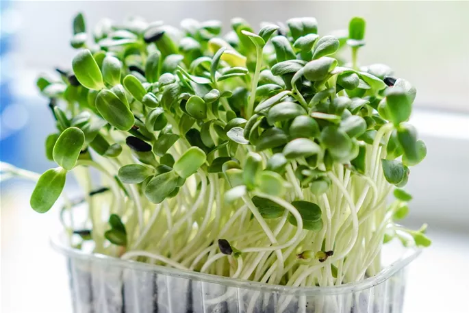 microgreen-gb2d19296a_1920.jpg