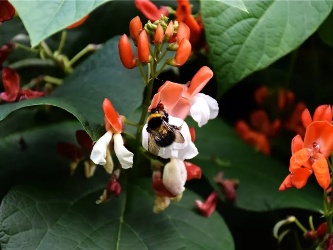 runner-beans-g97e27abbb_1920.jpg