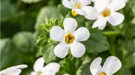 Sutera cordata 'Baristo Snowflake'