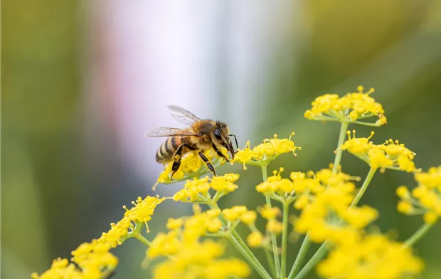 Biene auf Blüte