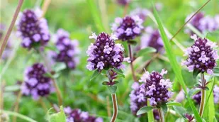 thyme-g5aff30ff8_1920 thymian.jpg