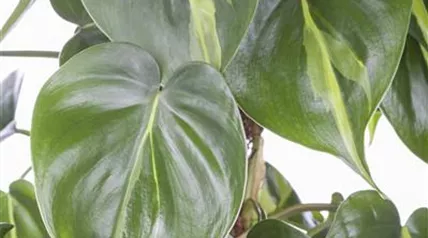 Philodendron scandens