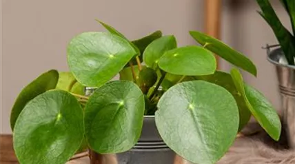 Pilea peperomioides