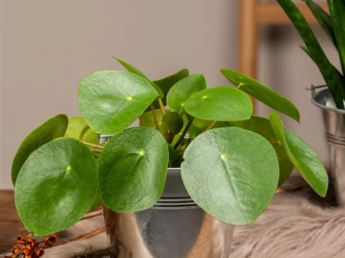 Pilea peperomioides