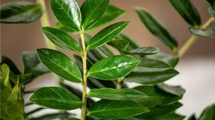 Zamioculcas zamiifolia