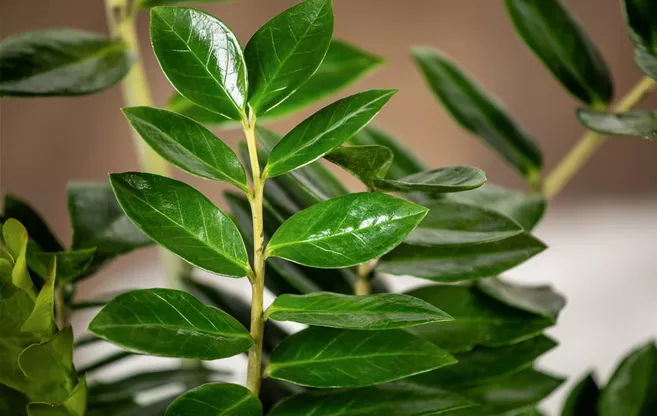 Zamioculcas zamiifolia