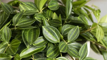 Peperomia angulata