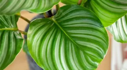 Calathea rotundifolia