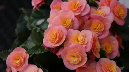 begonia-5191628_1920.jpg