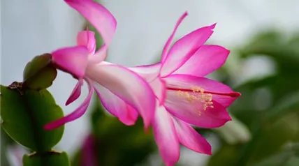 christmas-cactus-277691_1920.jpg