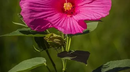 swamp-hibiscus-173818_1920 - Kopie.jpg