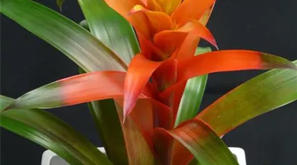 guzmania-91259_1920.jpg