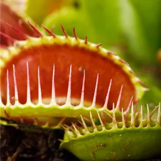 Dionaea