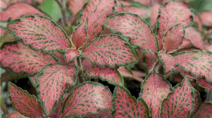 Fittonia albivenis