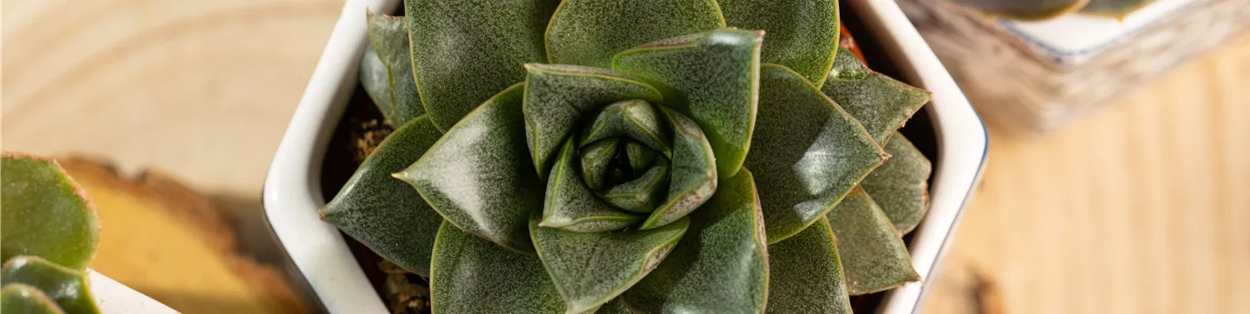 Echeveria purpusorum