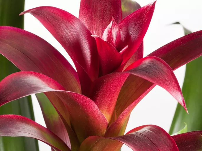 Bromelien