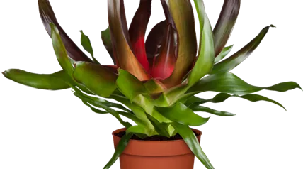 Neoregelia carolinae