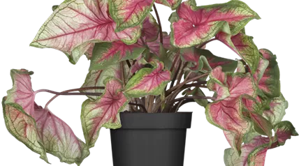 Caladium