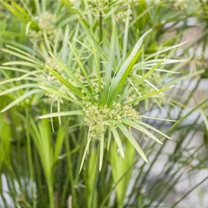 Cyperus alternifolius