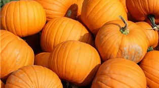 pumpkins-g8d2257045_1280.jpg