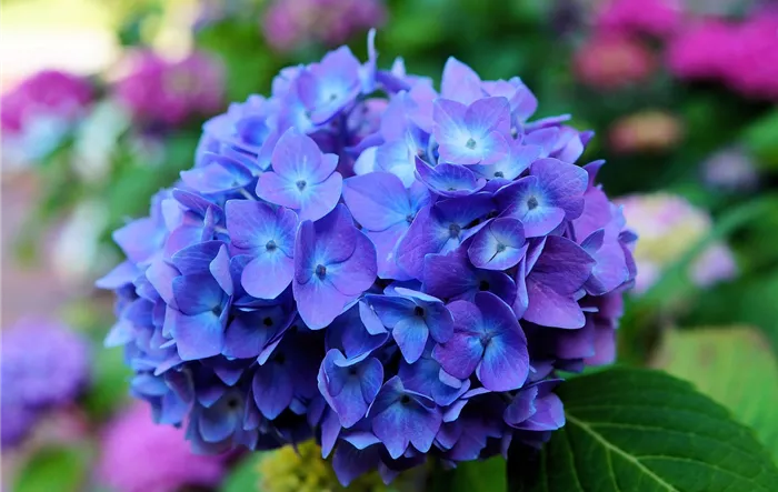 hydrangea-ga8a87aead_1280.jpg